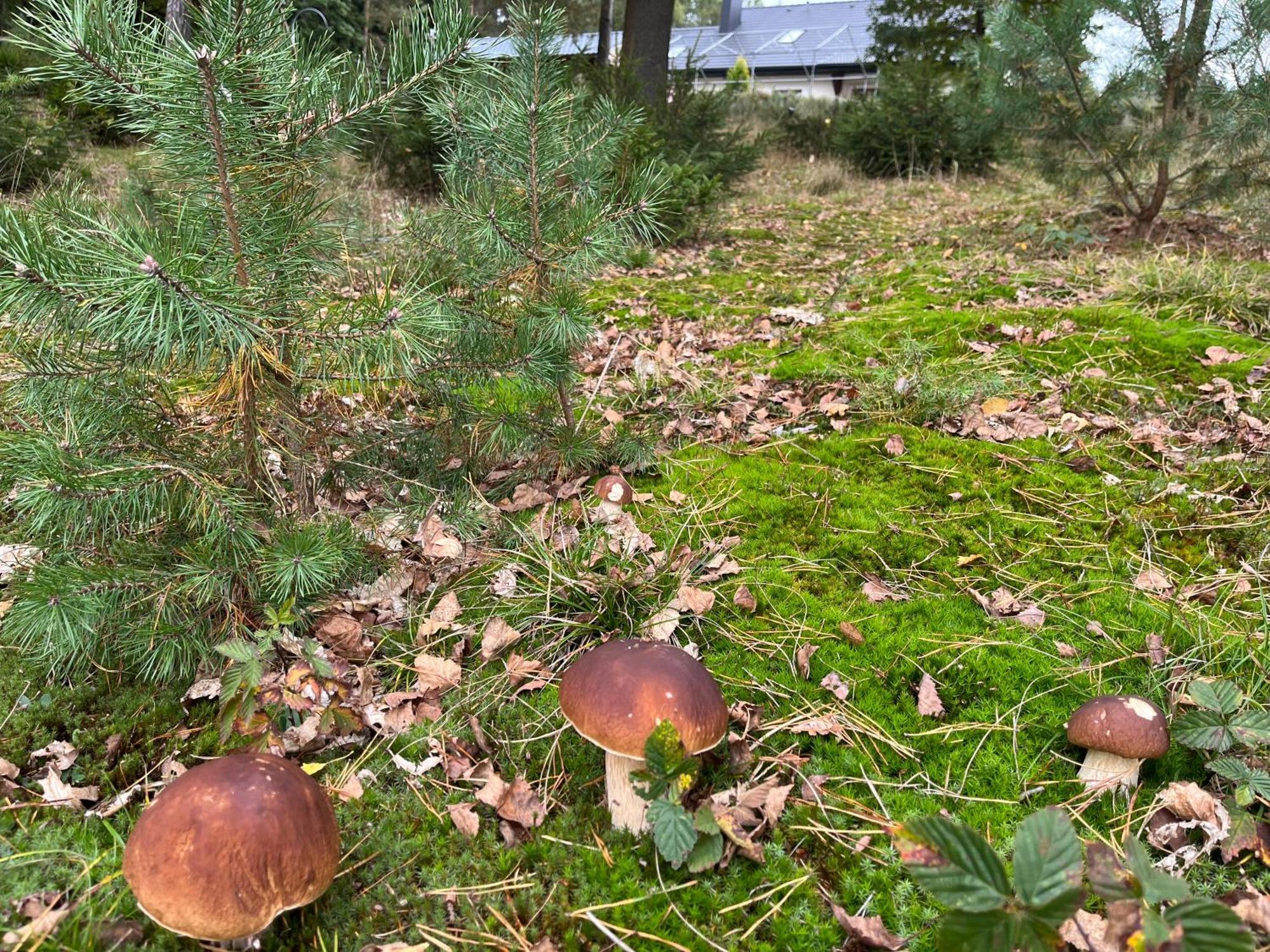 Lesny Dworek Snochowice Exteriör bild