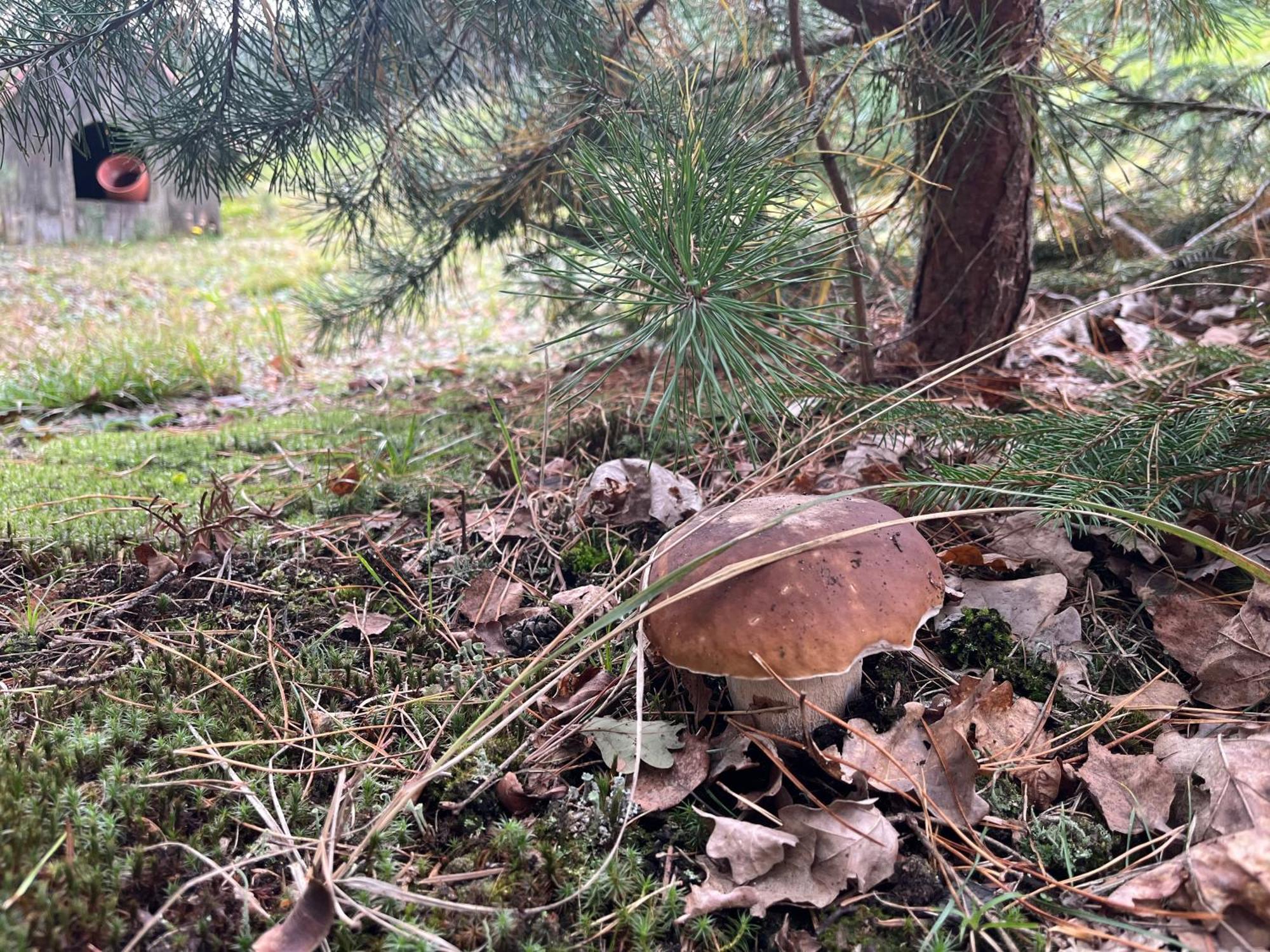 Lesny Dworek Snochowice Exteriör bild